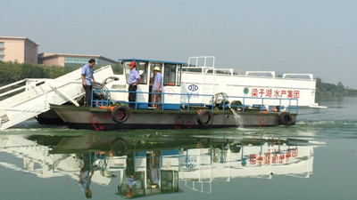  湯孫湖水葫蘆打撈